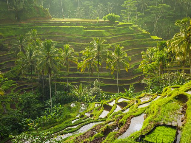 Elegant Bali & Ubud Turu Türk Hava Yolları İle 5 Gece (Ekstra Turlar Dahil) (DPS-DPS)