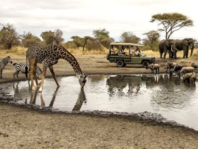Elegant Kenya & Tanzanya Büyük Göç Turu Türk Hava Yolları İle 9 Gece (Ekstra Turlar Dahil) (NBO-ZNZ)