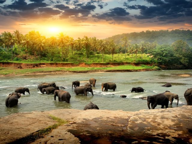 Elegant Sri Lanka Turu Türk Hava Yolları İle 6 Gece (Ekstra Turlar Dahil) (CMB-CMB)