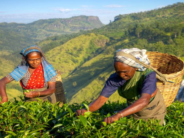Elegant Sri Lanka Turu Türk Hava Yolları İle 6 Gece (Ekstra Turlar Dahil) (CMB-CMB)